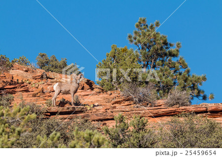 Desert Bighorn Sheep Ram Desert Bighorn Sheep Ram 25459654