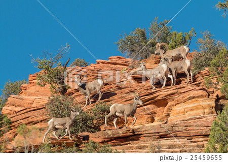 Desert bighorn Sheep in Rut 25459655