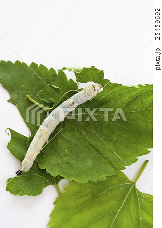 カイコの観察 25459692