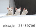 タイで見つけた3匹の猫 25459706