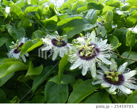 パッションフルーツの花満開 25459783