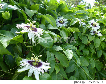 パッションフルーツの花満開 パッションフルーツの花満開 25459784