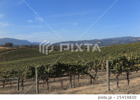 カリフォルニア、ナパバレーのワイナリー カリフォルニア、ナパバレーのワイナリー 25459830