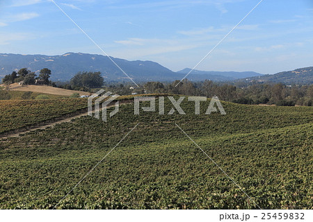 カリフォルニア、ナパバレーのワイナリー カリフォルニア、ナパバレーのワイナリー 25459832