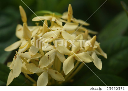 黄色い花 黄色の花 黄色花 25460571