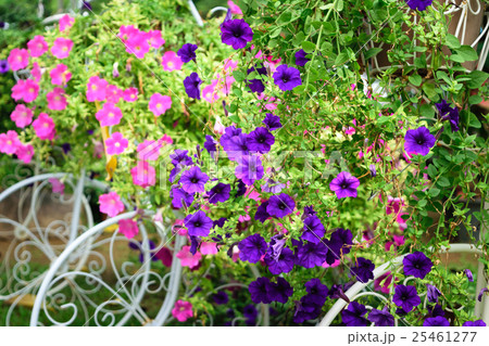 Beautiful pink and purple flower Beautiful pink and purple flower 25461277