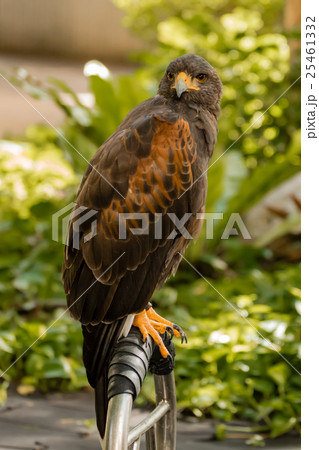 portrait of hawk portrait of hawk 25461332