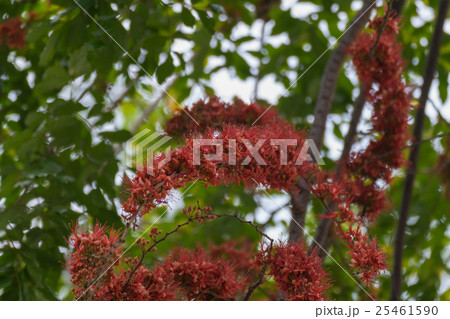 Beautiful red flower Beautiful red flower 25461590