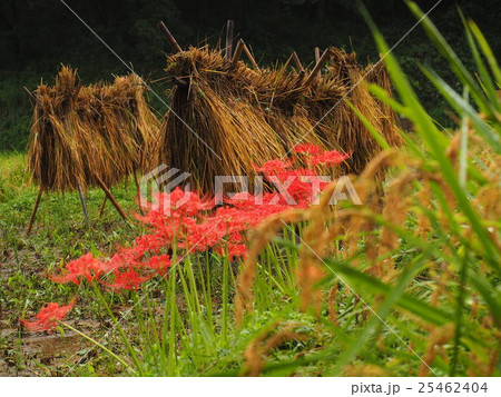 秋の一コマ 25462404