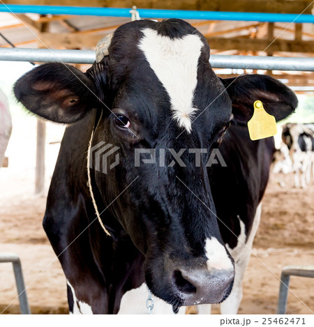 milch cows close up 25462471