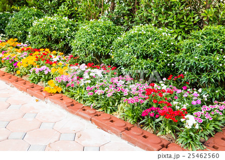 colorful flower colorful flower 25462560