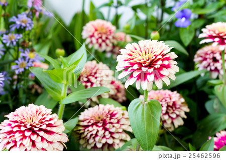 Zinnia flowers in the garden Zinnia flowers in the garden 25462596