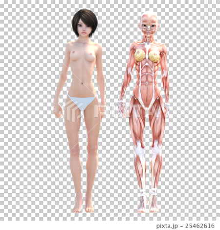 女性解剖肌肉3DCG例證材料 女性解剖肌肉3DCG例證材料 25462616