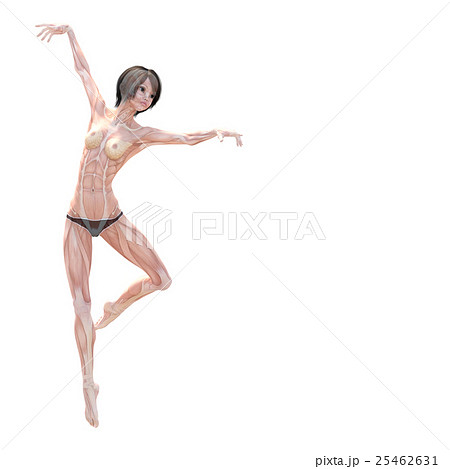 女性　解剖　筋肉　３DCG　イラスト素材 25462631