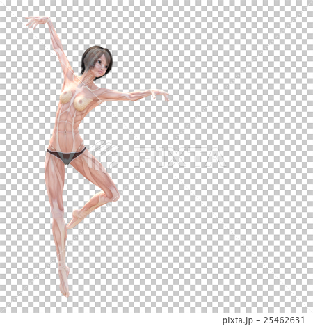 女性　解剖　筋肉　３DCG　イラスト素材 25462631