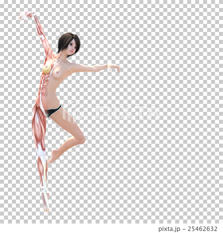 Female dissection muscle 3DCG illustration material 25462632