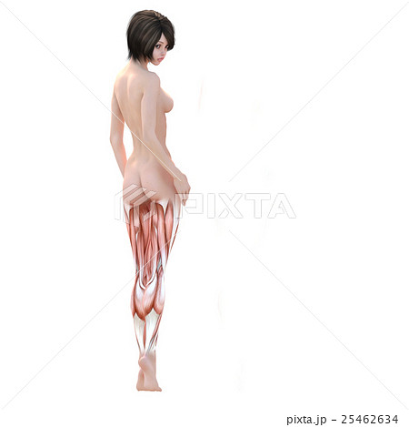 女性　解剖　筋肉　３DCG　イラスト素材 25462634