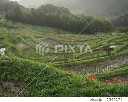 大山千枚田 25462744