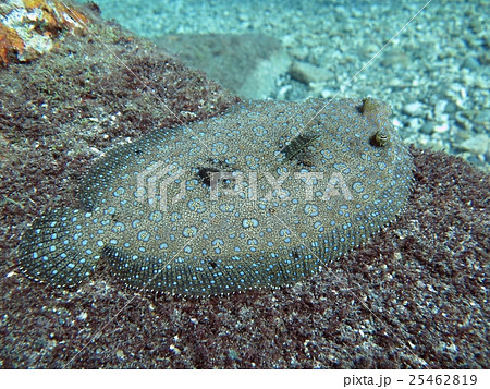 台湾 東方 東部 25462819