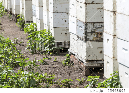 Honey bees entering and exiting hives 25463095