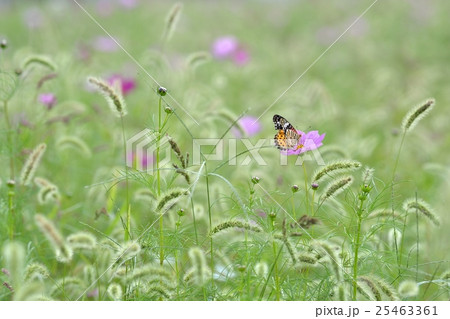 コスモス畑のツマグロヒョウモン雌 25463361