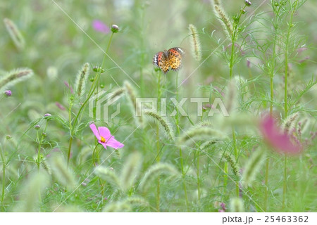 コスモス畑のツマグロヒョウモン雌 コスモス畑のツマグロヒョウモン雌 25463362