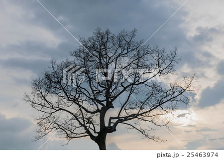 Abstract silhouette soft blurred and soft focus of 25463974