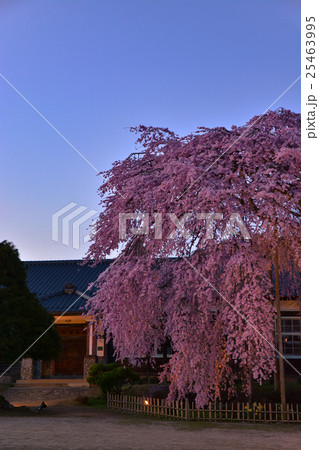 桜と古い校舎 (35) 桜と古い校舎 (35) 25463995