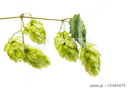 hop isolated 25464075