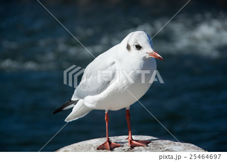 Close-Up of a Seagull 25464697
