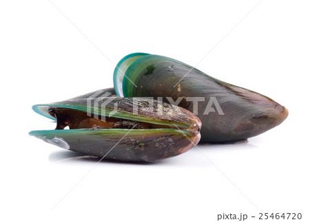 fresh mussel isolated on white background 25464720