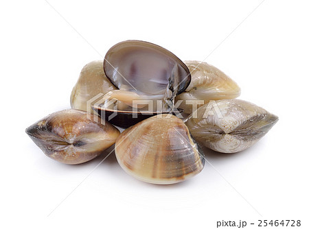 enamel venus shell on a white background 25464728