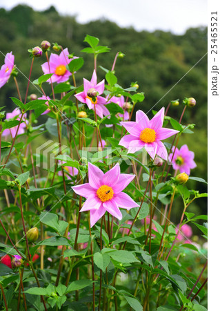 川西市　黒川のダリア園　皇帝ダリア 25465521