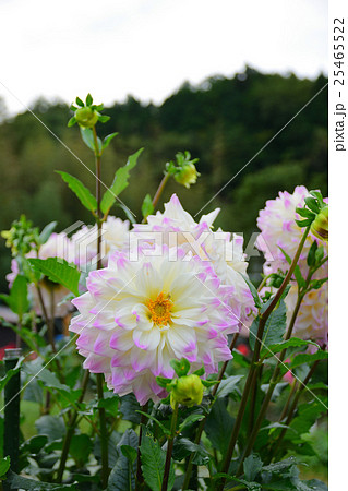 川西市　黒川ダリア園　愛のテーマ 25465522