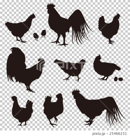 vector, vectors, chicken 25466231