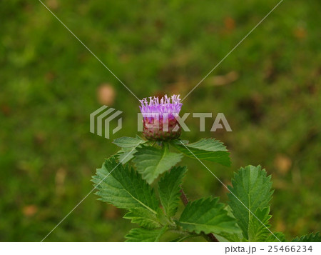 wild flower-Southern in Viet Nam wild flower-Southern in Viet Nam 25466234