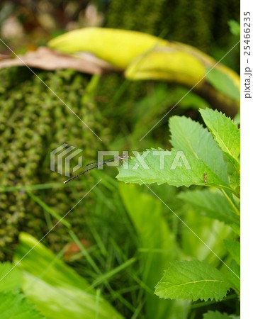 wild flower-Southern in Viet Nam wild flower-Southern in Viet Nam 25466235