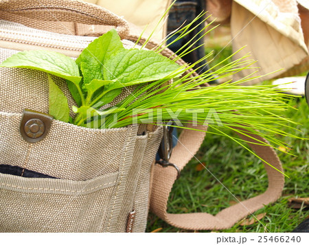 wild flower-Southern in Viet Nam 25466240
