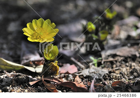 花、福寿草＠自亭の庭、堺市、大阪府 25466386