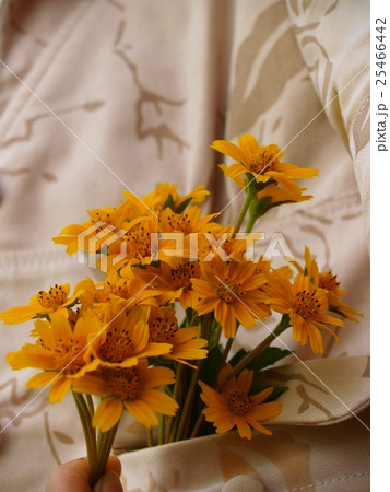 wild flower-Southern in Viet Nam 25466442