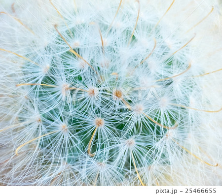 Cactus top view shooting macro detail skin Cactus top view shooting macro detail skin 25466655