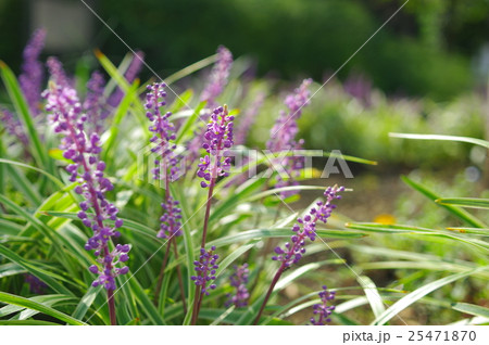 ヤブランの花壇の写真素材