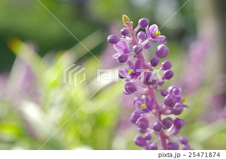 ヤブランの花（クローズアップ） 25471874