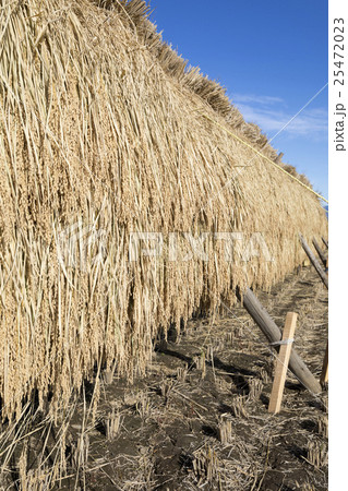 稲架掛け 25472023