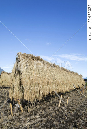 稲架掛け 25472025