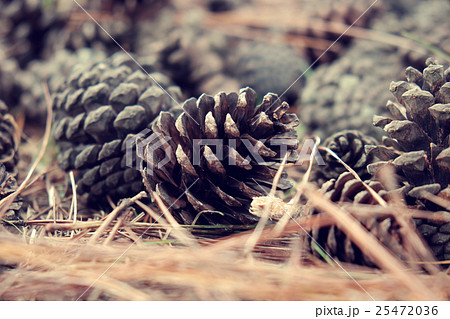 pinecone from pine tree in forest pinecone from pine tree in forest 25472036