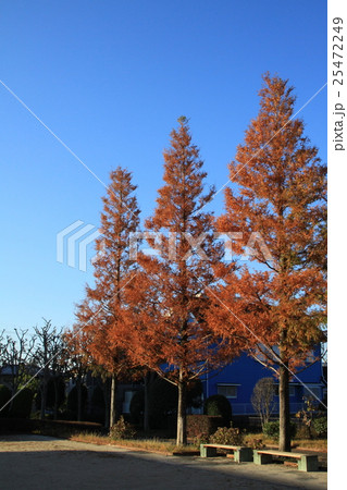 メタセコイアの紅葉 メタセコイアの紅葉 25472249