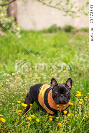 Little French Bulldog Dog in sweater Little French Bulldog Dog in sweater 25472345