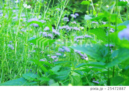 アゲラタムの咲く花壇 アゲラタムの咲く花壇 25472887