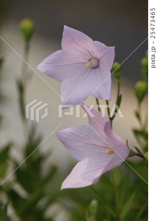 桔梗 桔梗 25473465